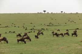 kenya - kenya-Masai-Mara-Kapak.jpg
